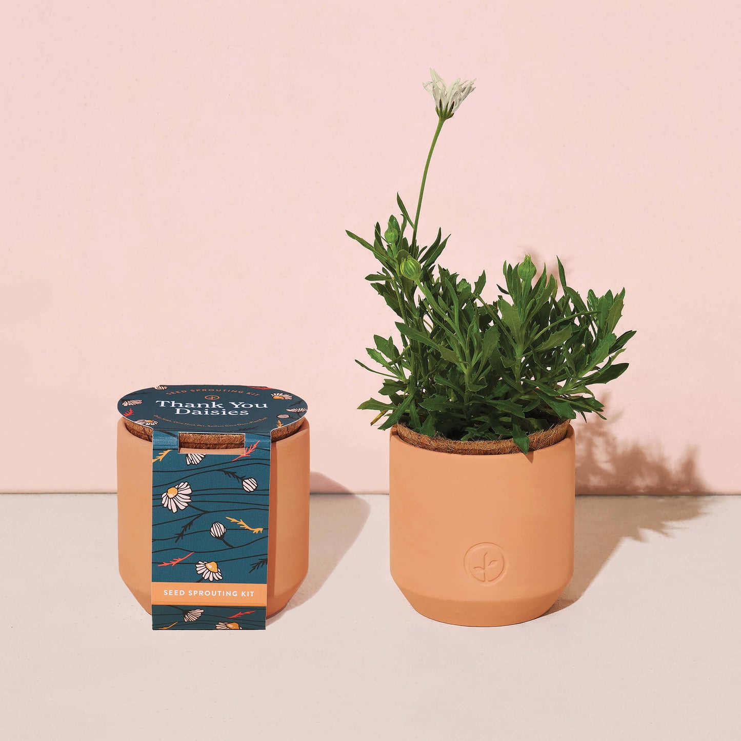 Tiny Terracotta Grow Kits by Modern Sprout