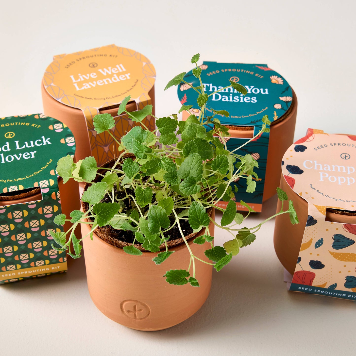 Tiny Terracotta Grow Kits by Modern Sprout